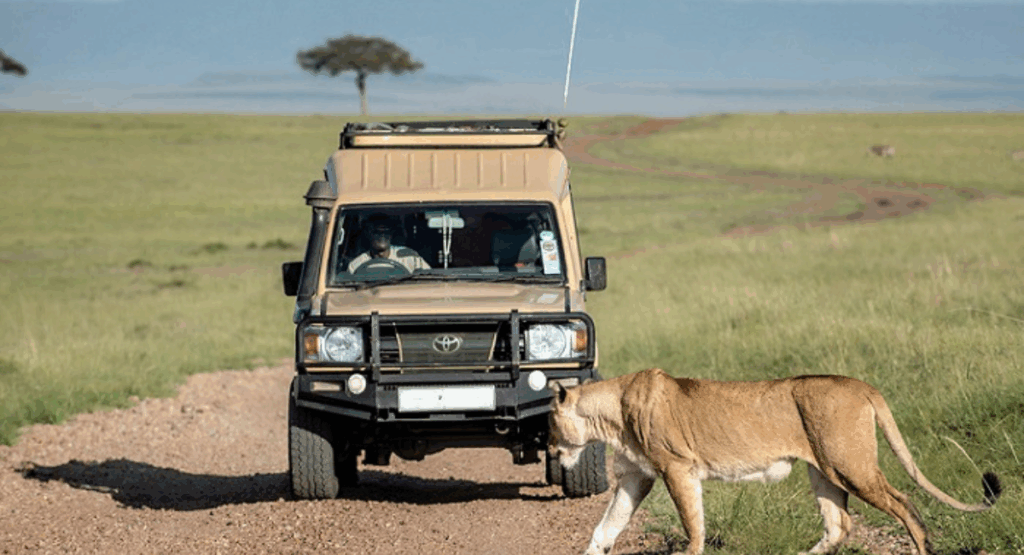 Safari in the Maasai Mara
