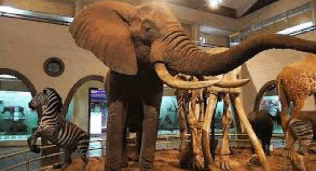 Nairobi National Museum (Nairobi City)