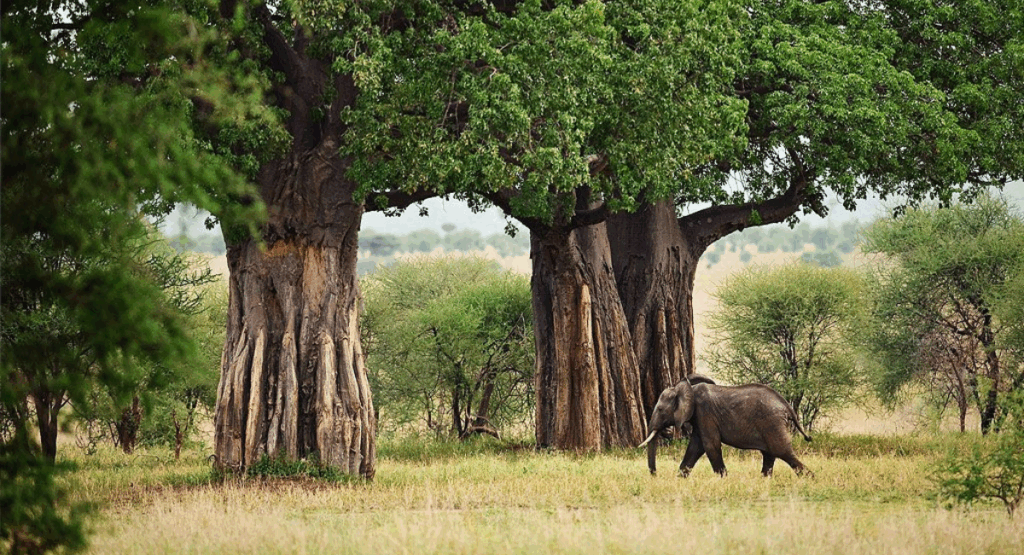 Dating Ideas in Tanzania