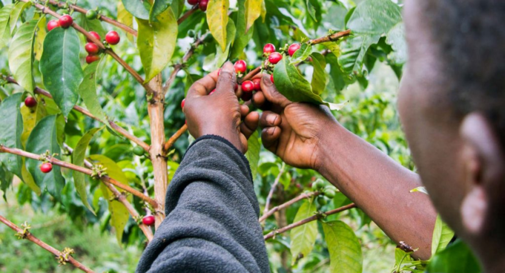 Things to do on a date in Tanzania
