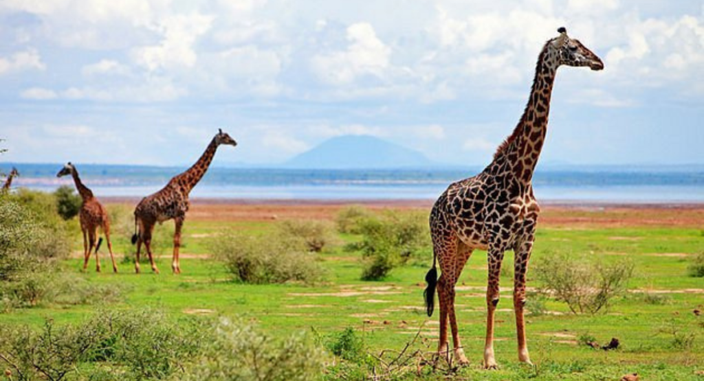 Things to do on a date in Tanzania
