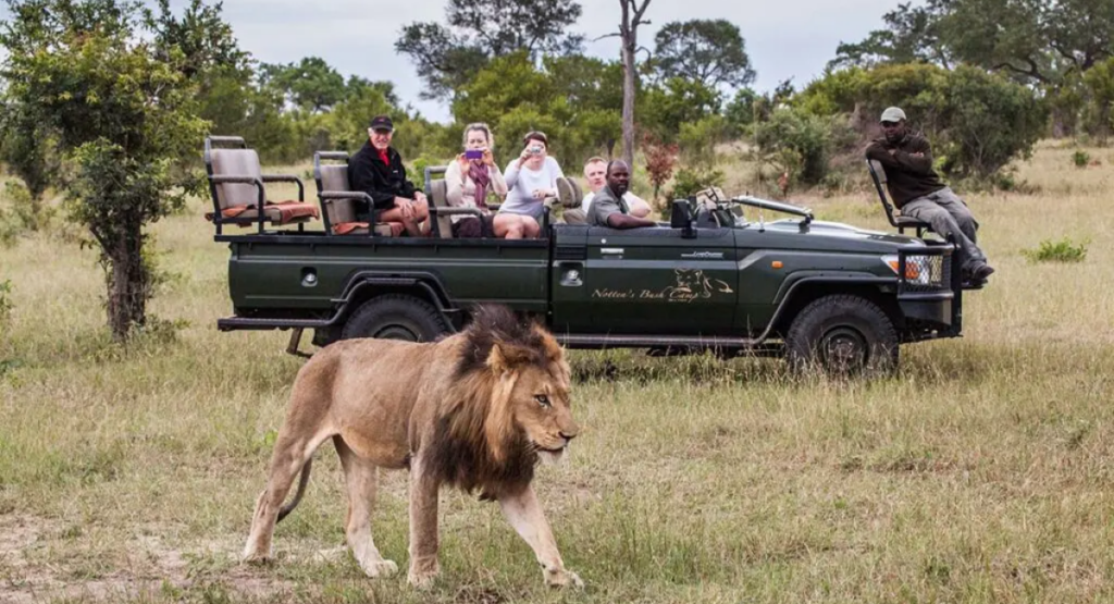 Safari at Kruger National Park