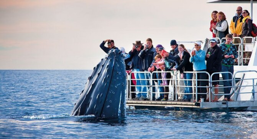 Whale Watching in Hermanus